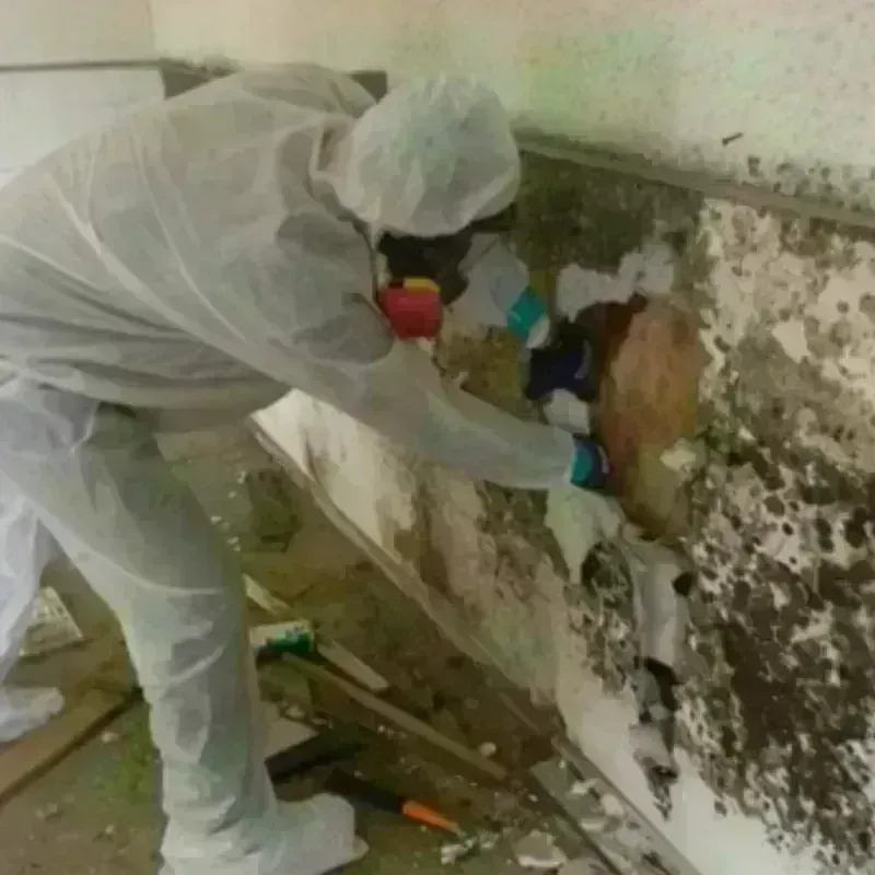 Mold Remediation and Removal in Quinlan, TX